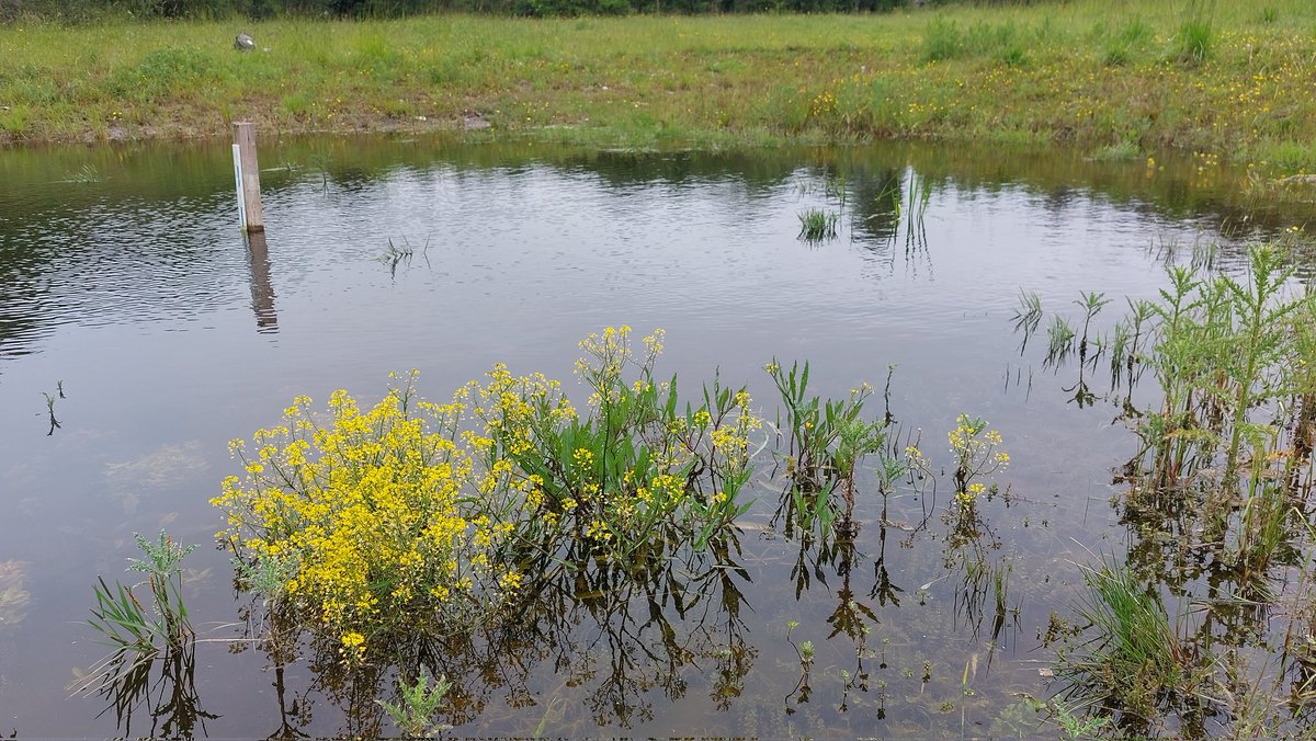 The resurrection of a #ghostpingo #pond. One of 10 in-filled ancient pingos that we have restored on @NorfolkWT land close to Thompson Common. We have recorded 57 wetland plants over 2 years. That is a gain of 57 plant species!!! Boom. @hburningham @tim_holt_wilson