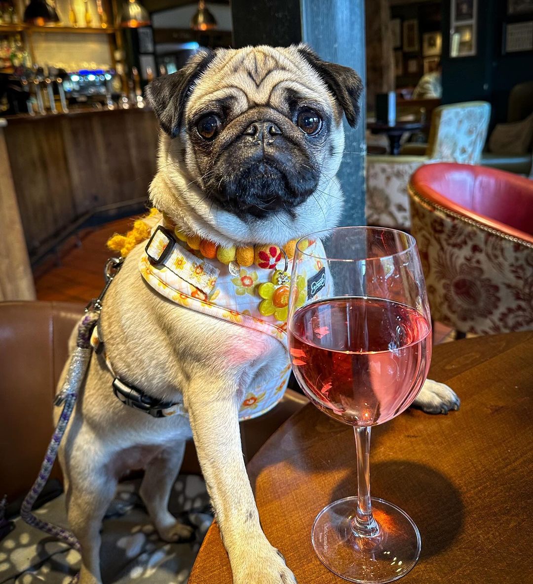 Happy fizz Friday 🍷 hope you all have a fab one 💜💜

#cookiethepug #fizzfriday  #cutepug #fawnpug #pugobsessed #vintageinns #dogfriendly #pugpoftheday
