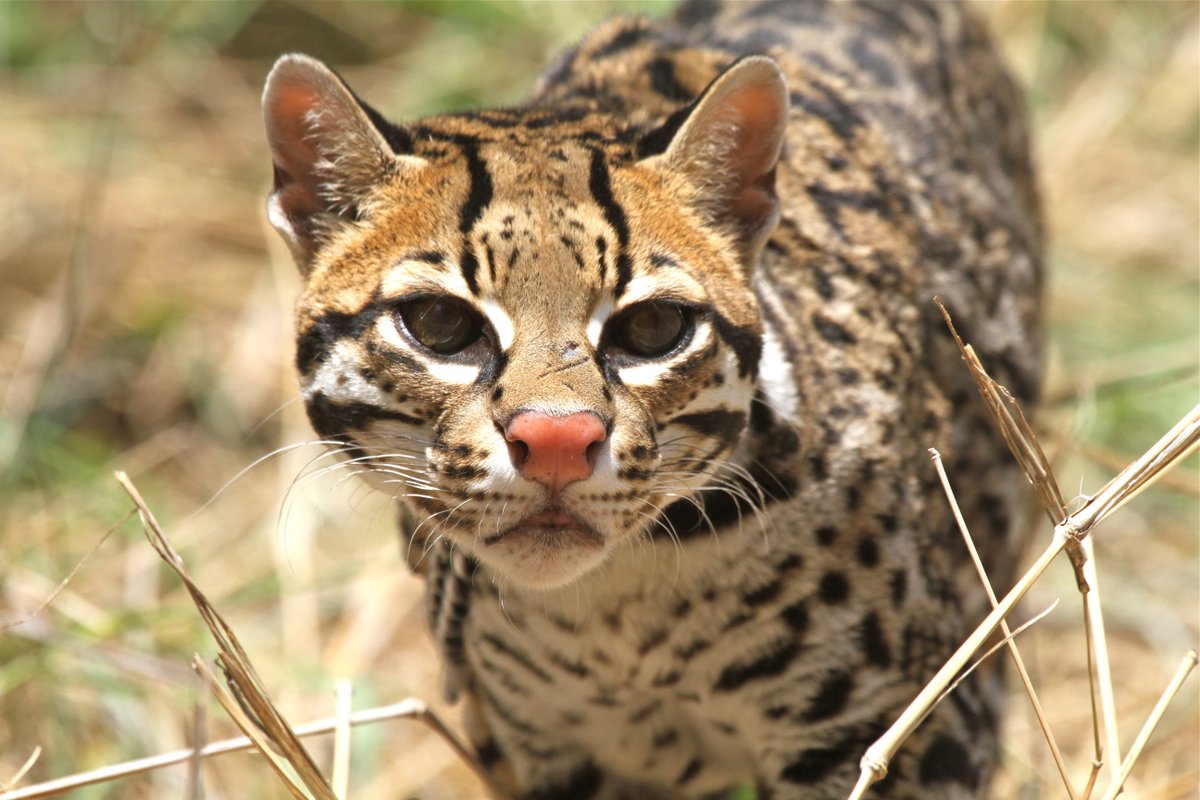 Who is feline fine? We recently celebrated a new safe harbor agreement with East Foundation. The agreement will expand the ocelot’s range and increase its population in South TX. Take a paws to read more about safe harbor agreements: ow.ly/r0ib50QZ6zC 📷: Steve Sinclair