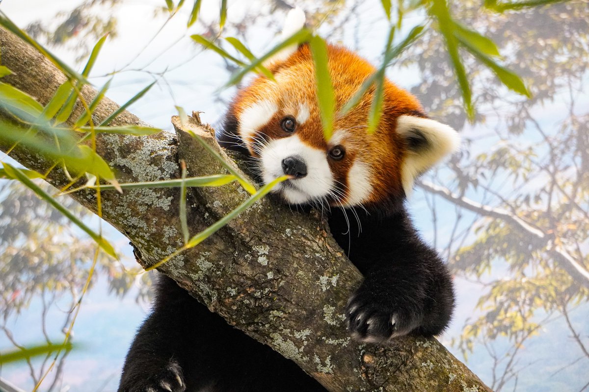 Cute alert! ❤️We’re thrilled to announce the opening of our brand-new habitat for our red pandas, Kendji & Zan! This pawsome two-story sanctuary is designed with their well-being in mind, featuring climbing structures, private dens, & climate-controlled spaces.