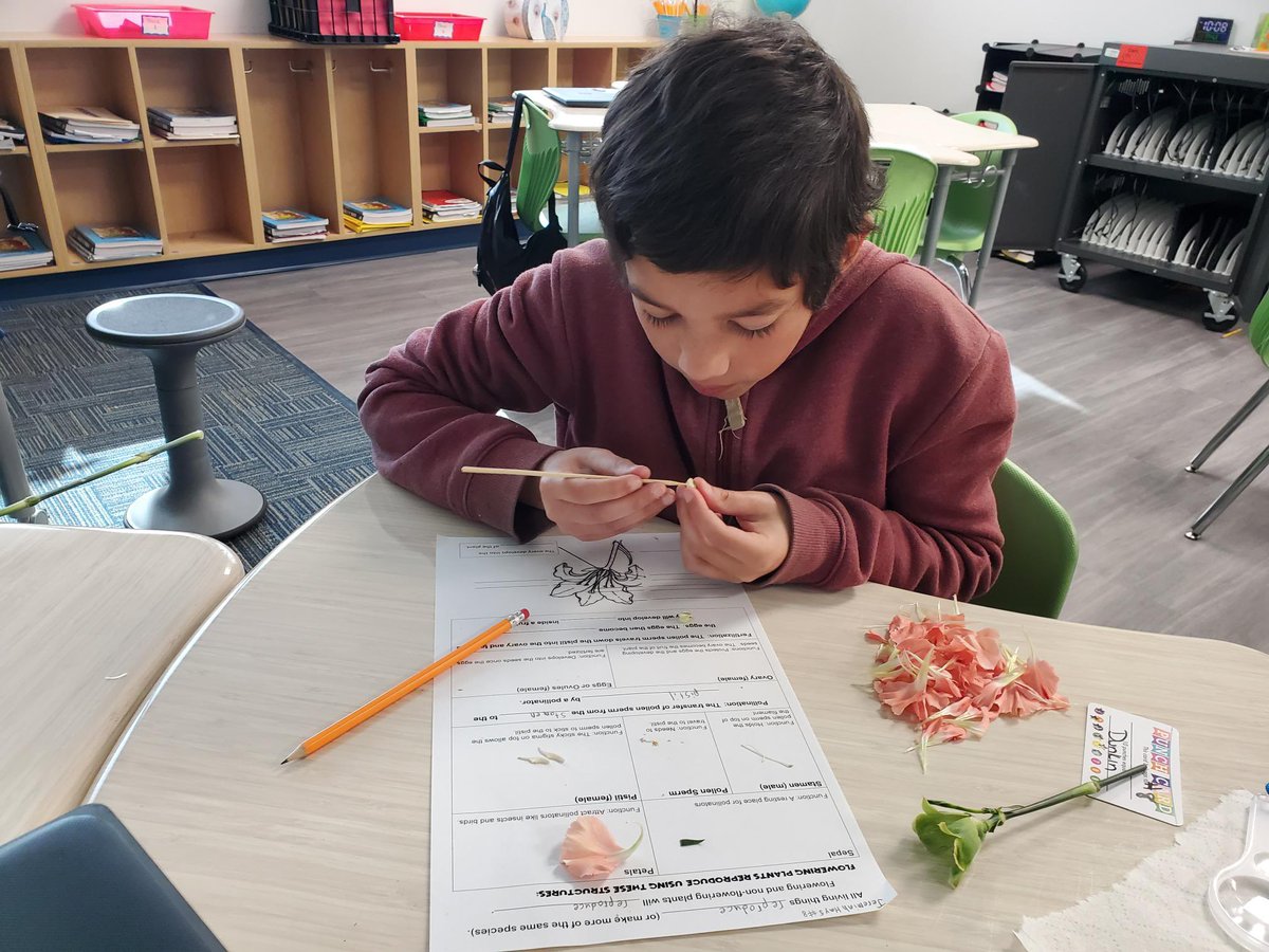 These pictures are from the flower dissection that all fifth graders at <a href="/WoodwardStars/">Woodward Avenue Elem</a> took part in yesterday.

Special thanks to Dotties Florist, and more specifically Clara, the Owner/Designer. 🌼🌸🌺🪻🧑🏼‍🔬👩🏻‍🔬👨🏾‍🔬

<a href="/volusiaschools/">Volusia County Schools</a> #AchievingExcellenceTogether