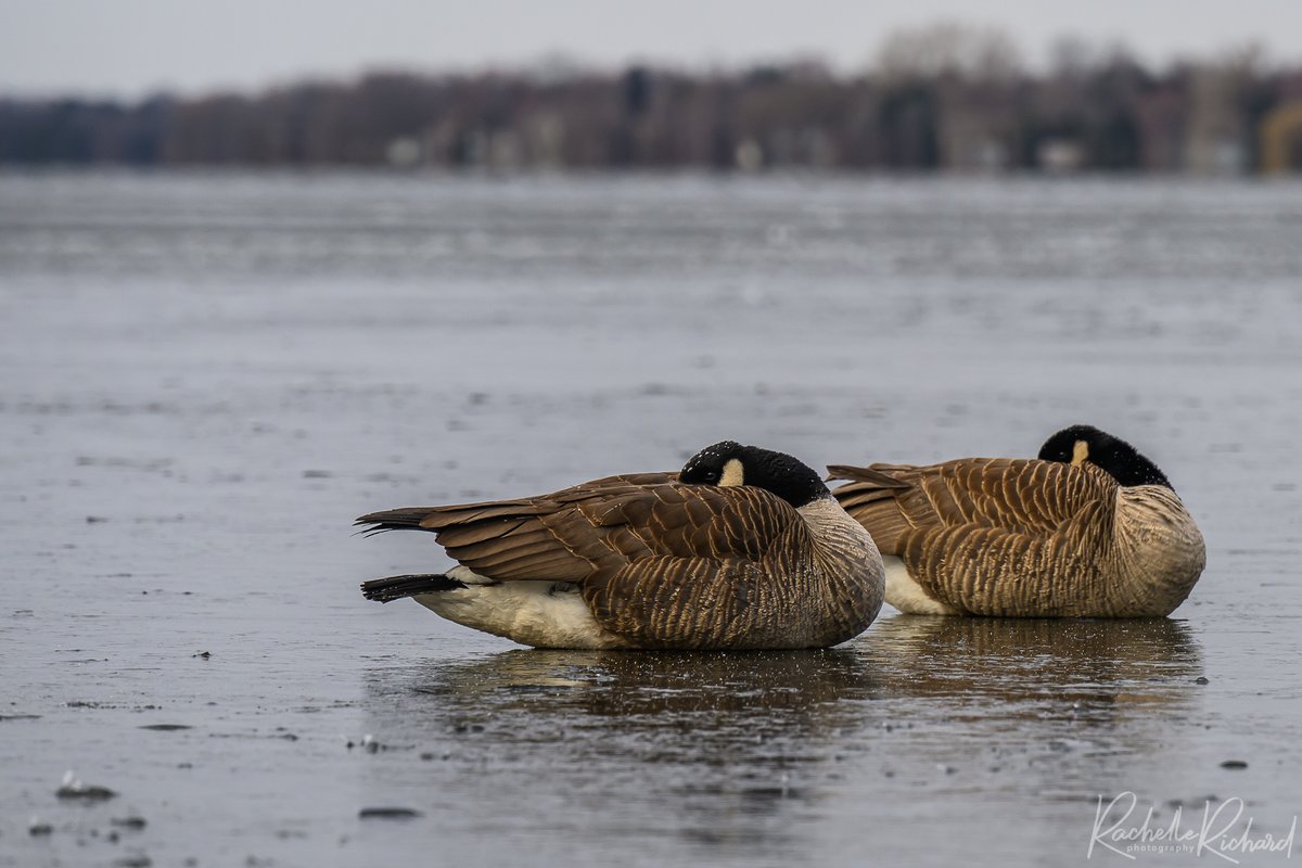 Nope, not having it #secondwinter #iceisback #frozen #coldsnap #canadiangeese #shareyourweather #sharecangeo #thephotohour #lakescugog #notimpressed #springincanada instagram.com/rachelle_richa…