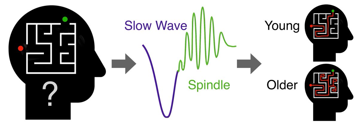 Findings suggest although slow wave spindle coupling is reduced with age, the extent of this coupling that remains serves as an indicator of how much older adults will benefit from #sleep in terms of offline consolidation for novel problem solving skills. ow.ly/nYfN50QZYks