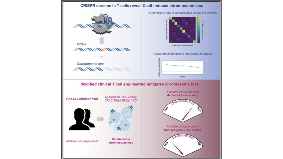 SCGE researchers and team used a modified cell manufacturing process, employed in their first-in-human clinical trial of Cas9-engineered T cells, and found it reduced chromosome loss while largely preserving genome editing efficacy. #PublicationFriday
ncbi.nlm.nih.gov/pmc/articles/P…