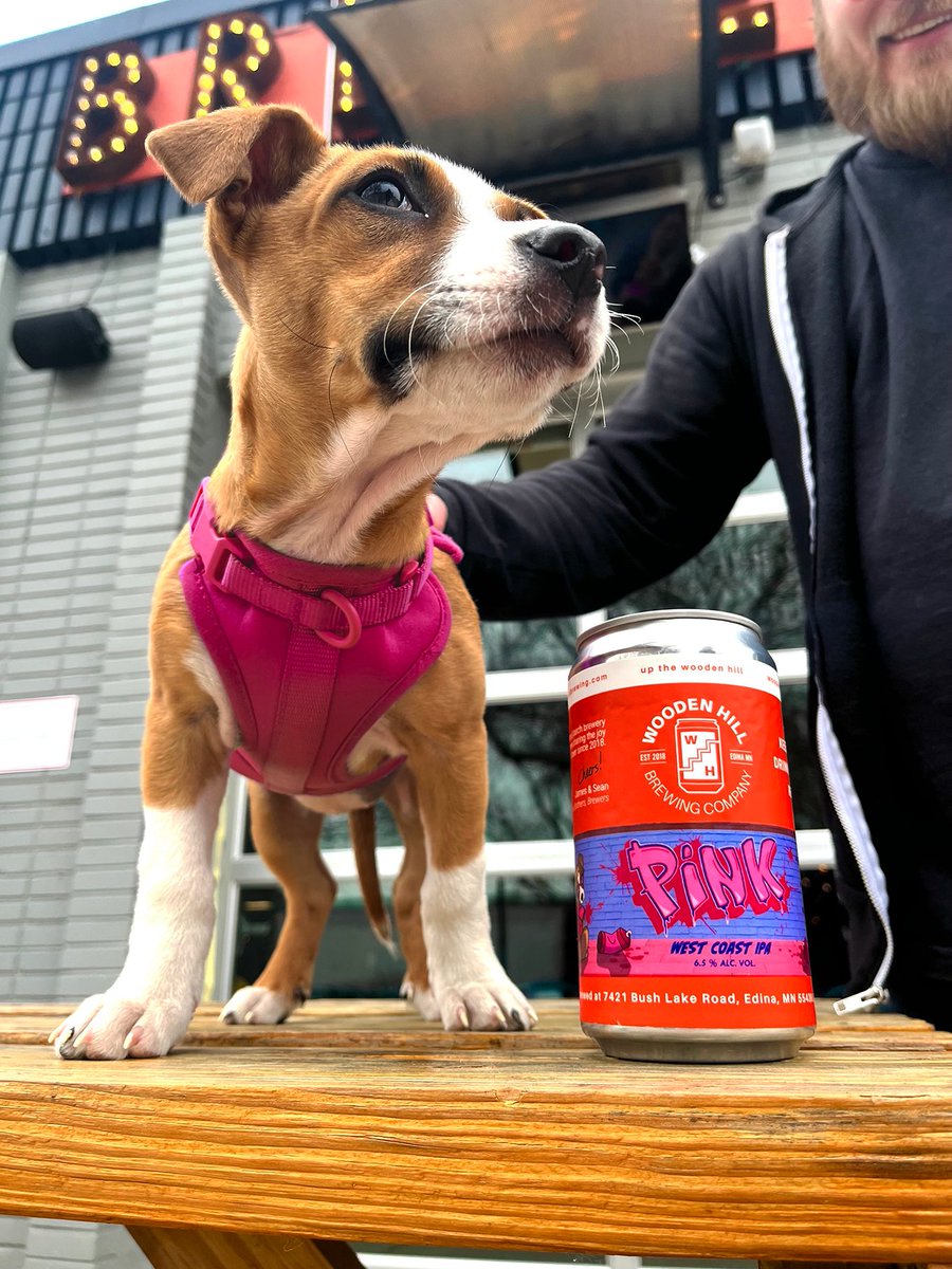 WoodenHillBeer's tweet image. New on tap! 🩷🩷  PINK West Coast IPA | 6.5 % ABV | A classic West Coast brewed with a new hop variety dubbed "Pink", and a whole 'lotta spunk. Welcome to the WH family, Nala! 😍 #newipa #westcoastipa #brewdog #brewerydog