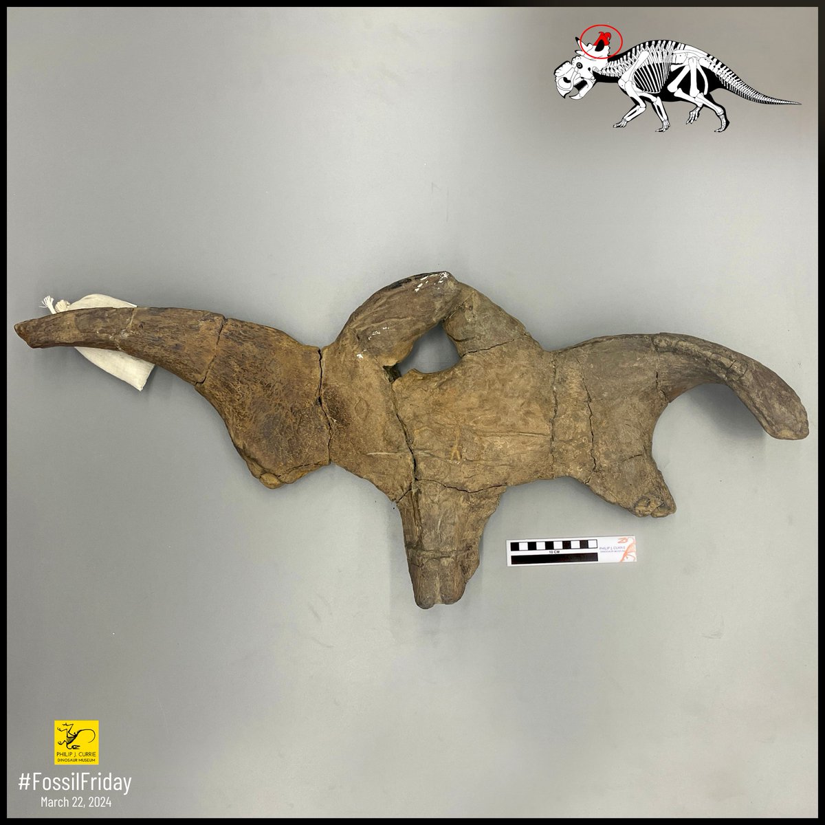#FossilFriday! Like most other ceratopsians, Pachyrhinosaurus have very extravagant frills. This parietal bar was found in 2022 and shows how variable the horns at the top of the frill can be. Each frill is unique and shows a different mix of horn length, width, and curvature.