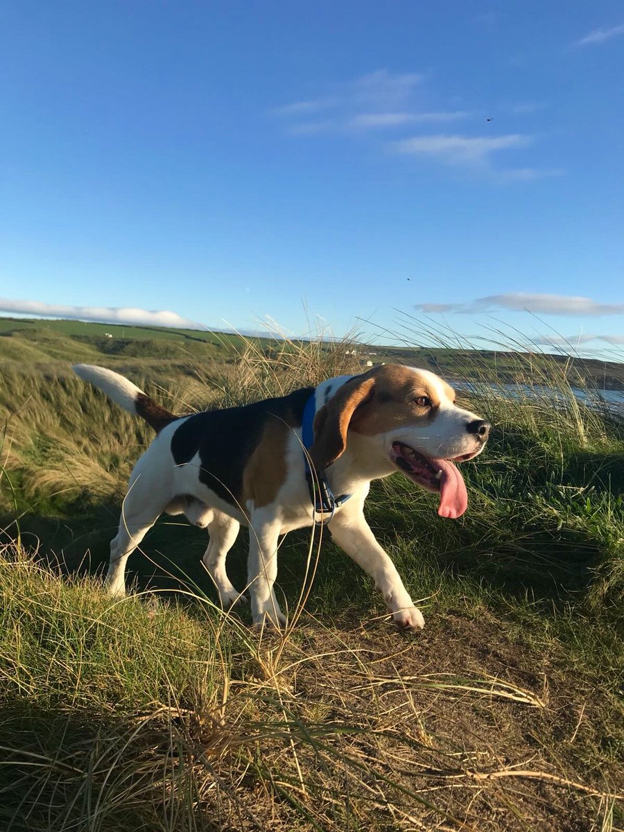We are ready for Spring and fresh, coastal walks along the Wild Atlantic Way with all the family! #DunmoreHouse #WestCork #WildAtlanticWay #DogFriendly #ClonakiltySoul