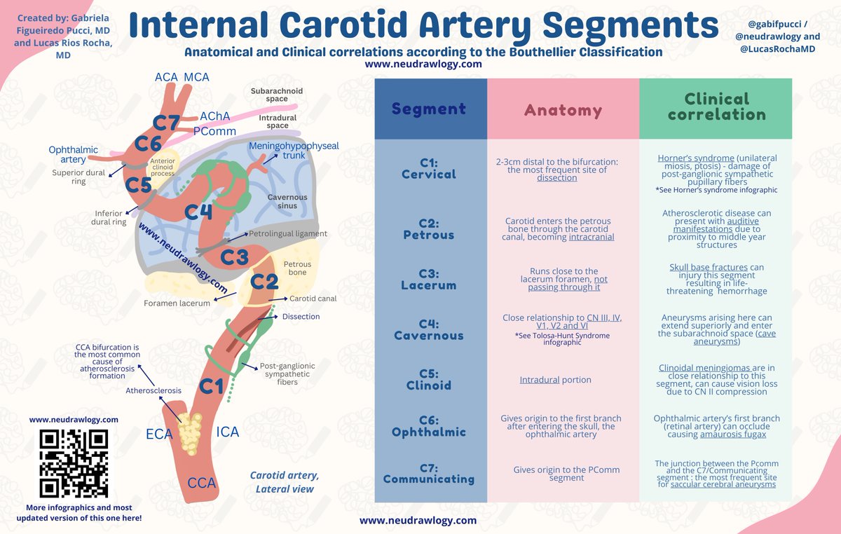 Happy Friday, #NeuroTwitter! 🧠Delve into the anatomy & clinical ties of the Internal Carotid Artery with this must-see infographic! In collaboration with @LucasRochaMD Kudos to @SitaraKoneru & @Nirav_r_bhatt for the inspiration & review! #EndNeurophobia #Neuroanatomy