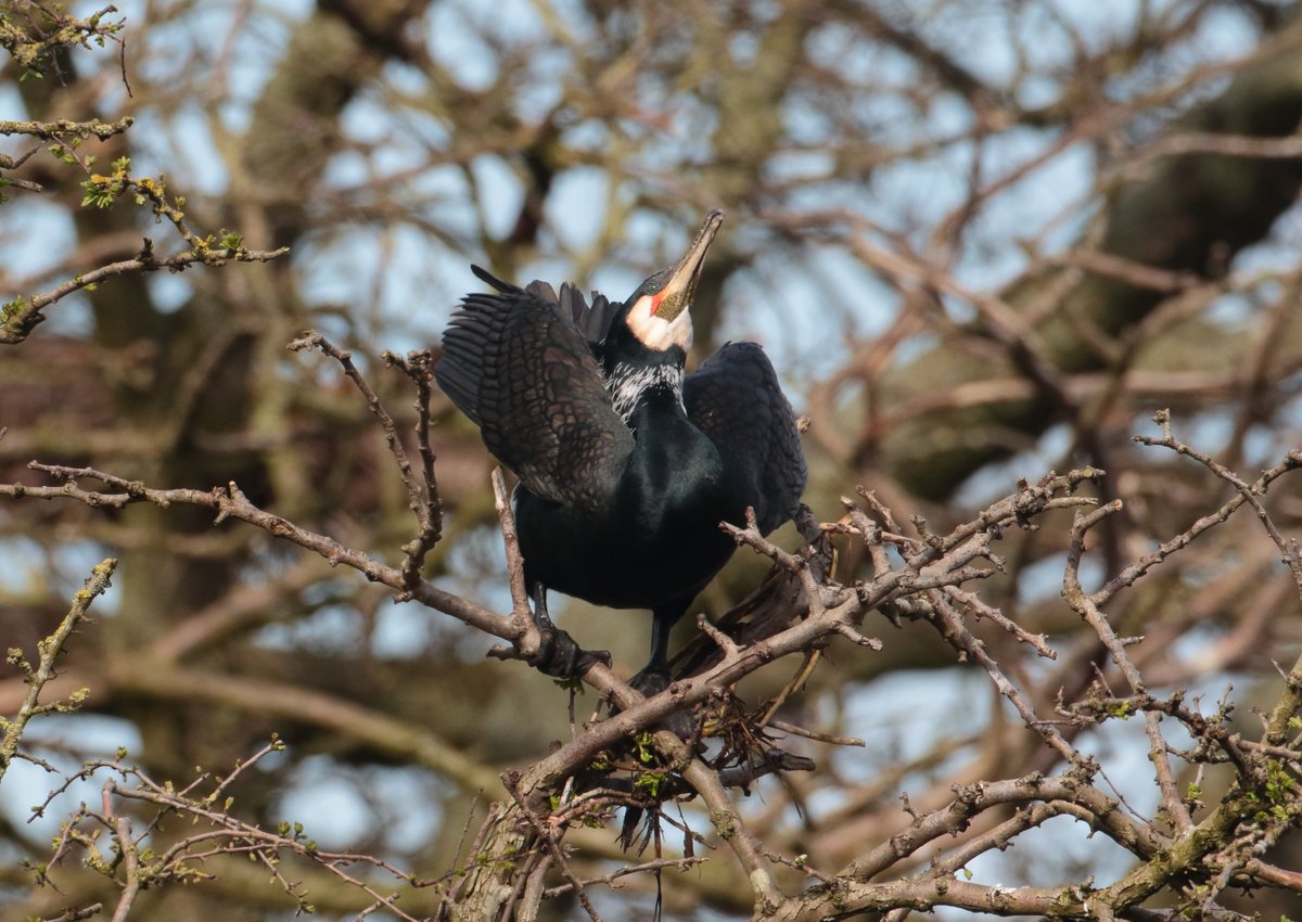 Start of the Cormorant nesting season, displaying in earnest, very under rated birds