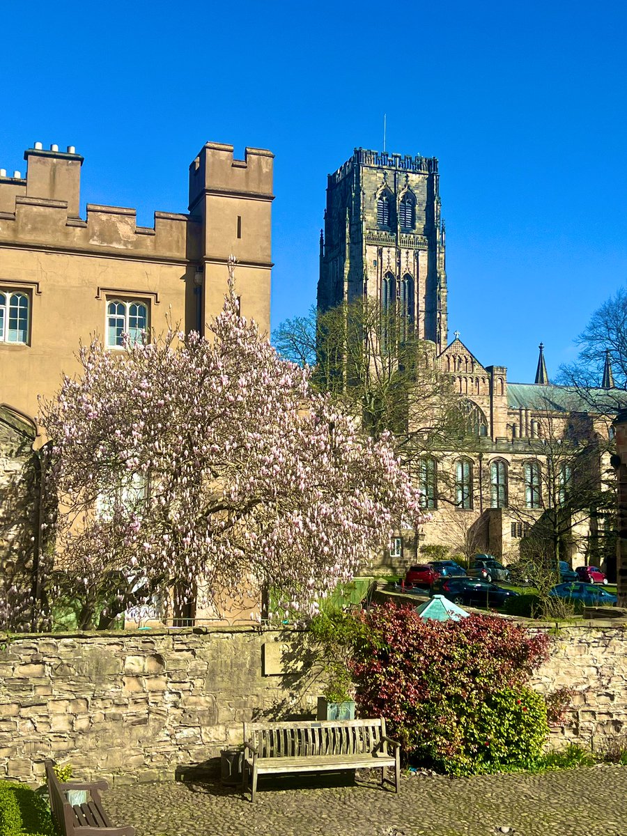 Our magnificent magnolia is starting to bloom and looked stunning today against the back drop of a beautiful blue sky and @durhamcathedral Wishing our @ChoristerSchool and @Dunelmia community a peaceful Easter break.