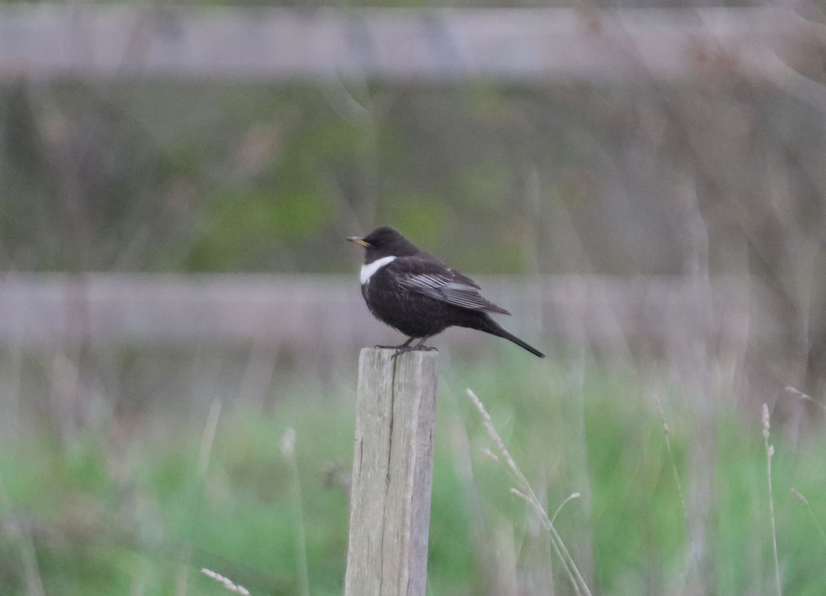 Male Ring Ouzel, today in Jacobs Well. Many thanks to @mereccl (+ wife) And @ImperialEagle for the info.