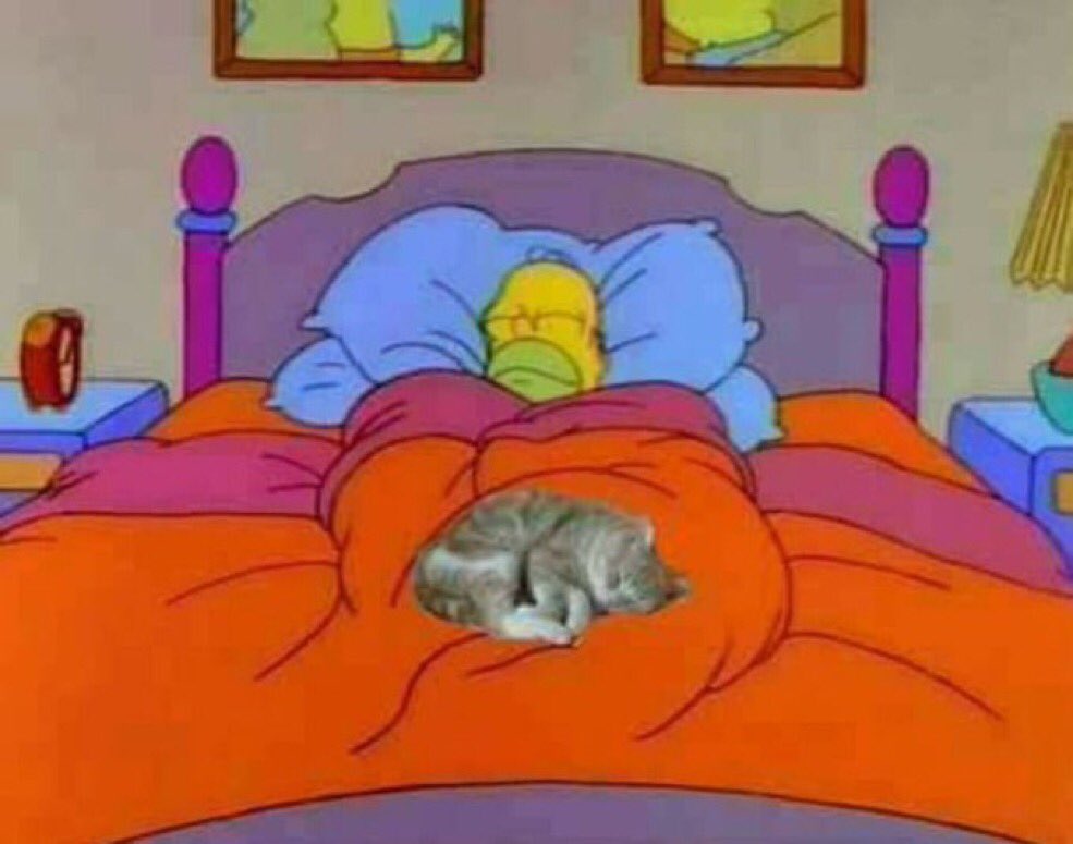 bribourquinn's tweet image. q lindo dormir la siesta sin cagarme de calor