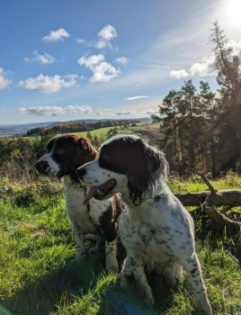 millypod1's tweet photo. ๐18 MAR 2024 #Lost BELL & SAM #ScanMe
Bell: Black & White Sprocker Female
Sam: Liver & White Sprocker Male
#LydburyNorth #Shropshire #SY7 https://t.co/nEtKKXcgLu
https://t.co/KQVdoC3hCS https://t.co/PSPaMg8Wko