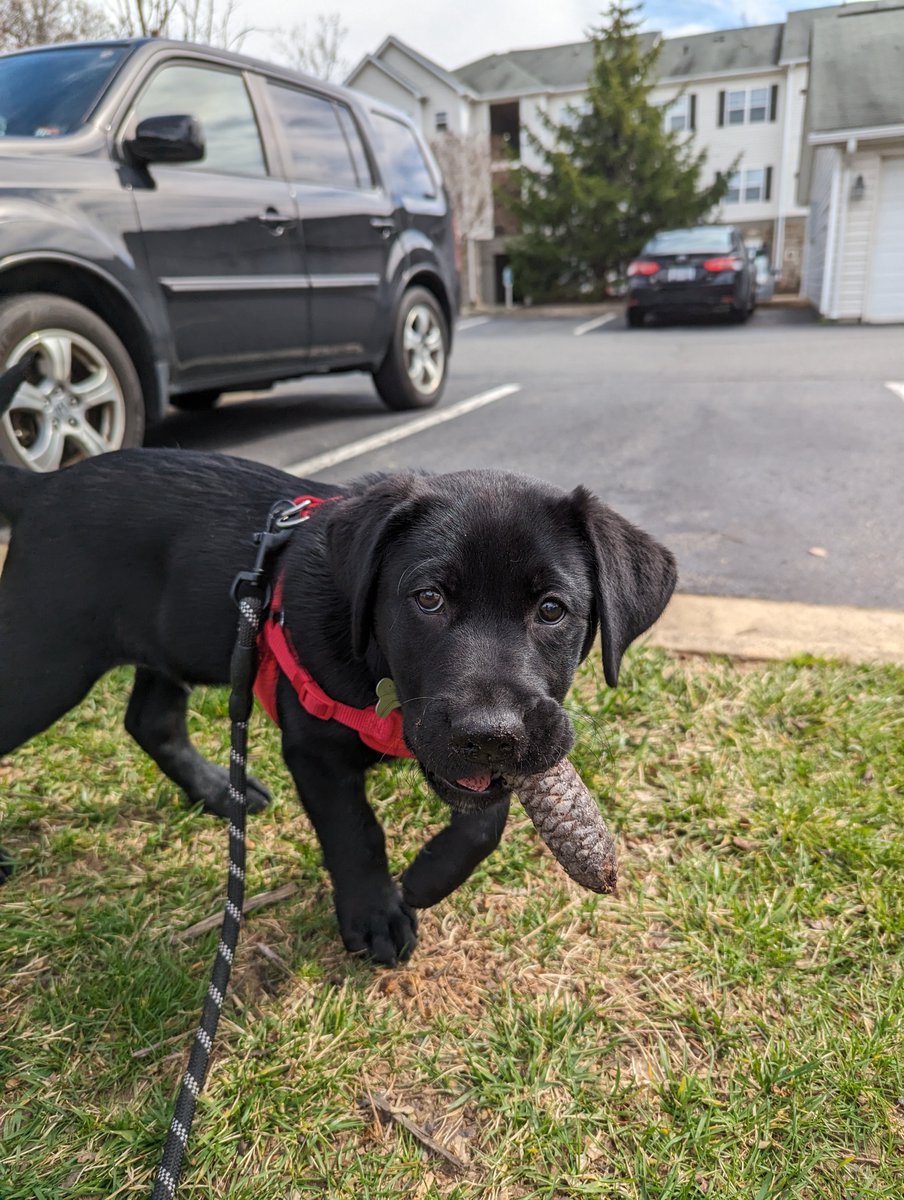 Oh boy! Look who's here. Meet Timber! He is the newest member of our community. #petfriendly #petappreciationmonth #weloveourfurryfriends #blacklab