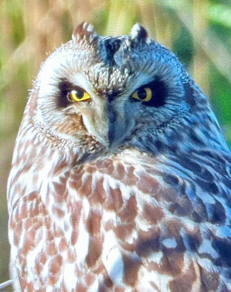 Short-Eared Owl, Kilnsea this afternoon @spurnbirdobs #kilnsea