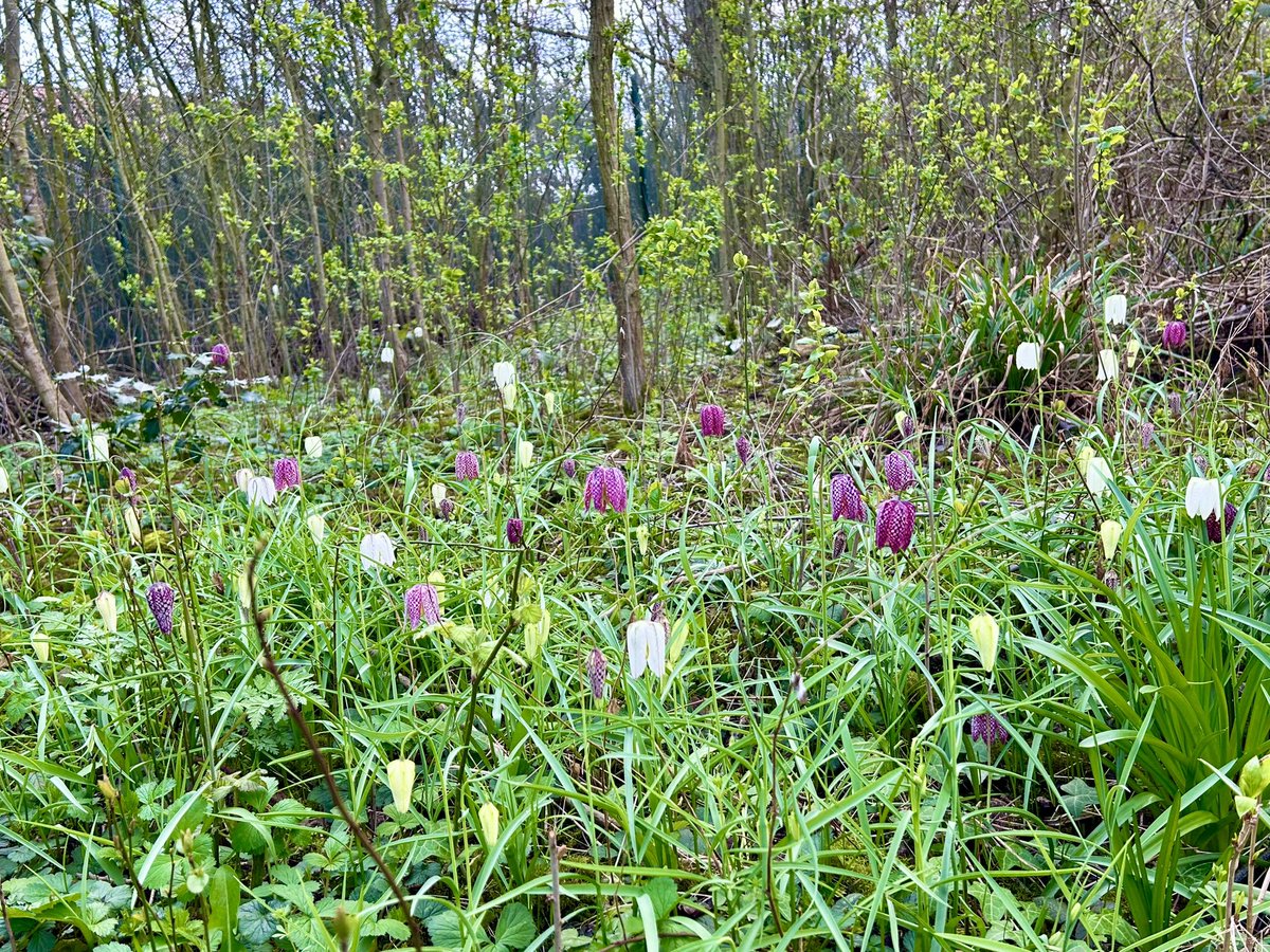 The snakehead fritillaries are out after our bramble clean up 2 weeks ago 😃@BritGeoSurvey