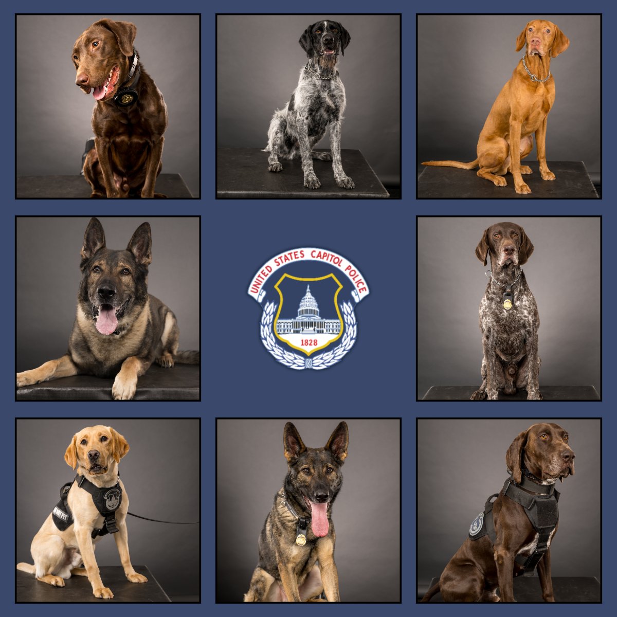 Over 50 of our K9’s recently had picture day at work! What better way to show off their adorable photos than on #NationalPuppyDay?! 🐾