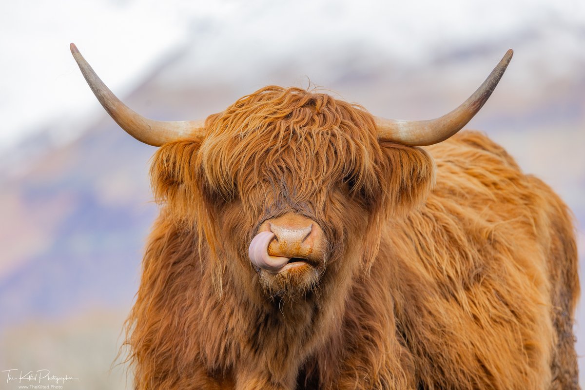 Happy Friday!

#Coo #HighlandCoo #HighlandCow #Scotland #ScotlandIsCalling #TheKiltedPhoto