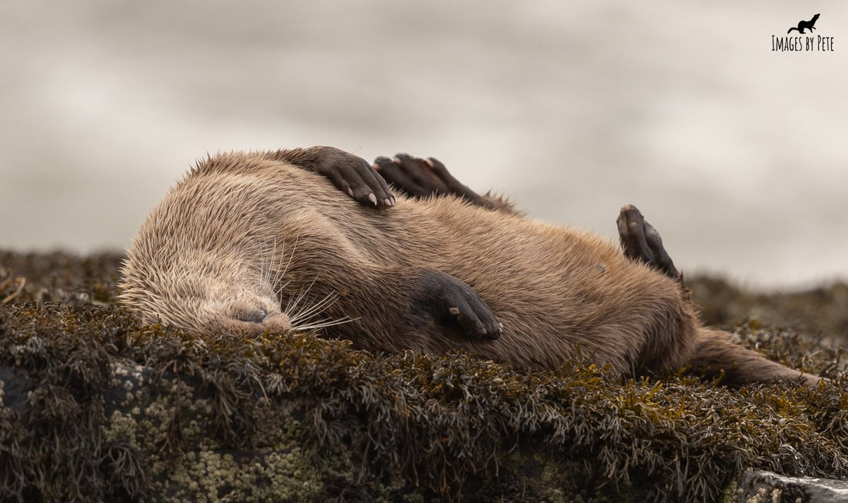 All tired out after a week spent with the Otters 👍😃 #otters