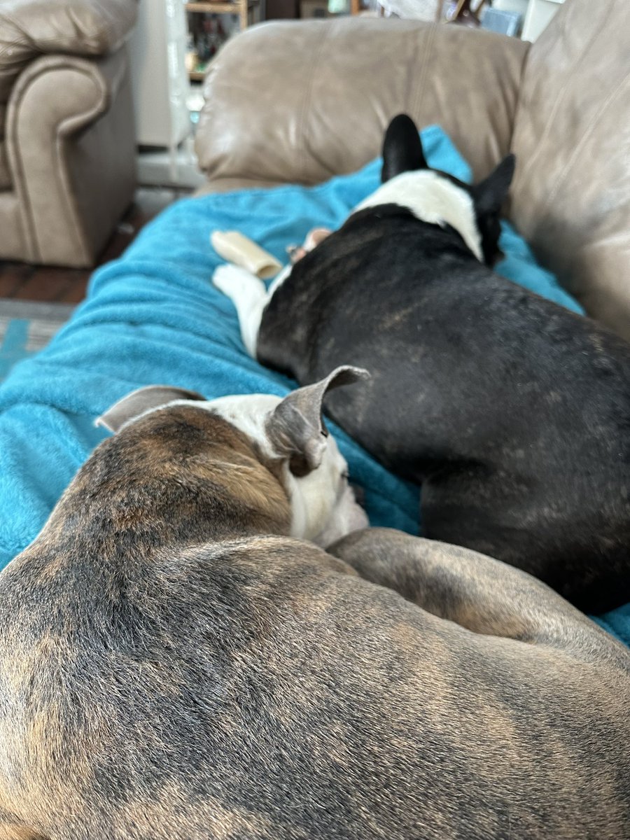 These two are experts at synchronized napping.