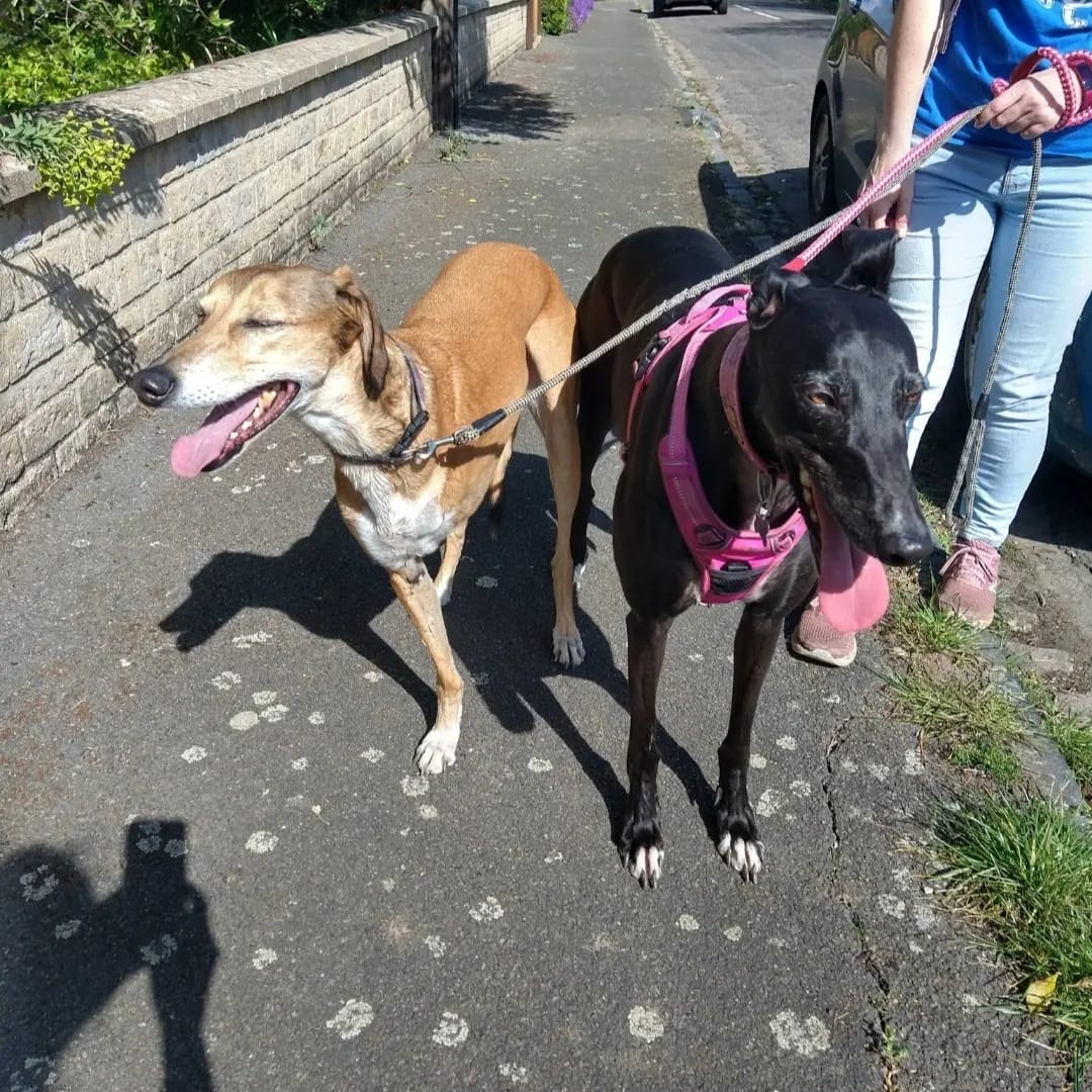 My mini hoo just dug out a lovely photo of me and @bennyboyo311 on our first play date. She then pointed out I'm like an elephant next to Benny!!!! I'm going off the mini hoo.