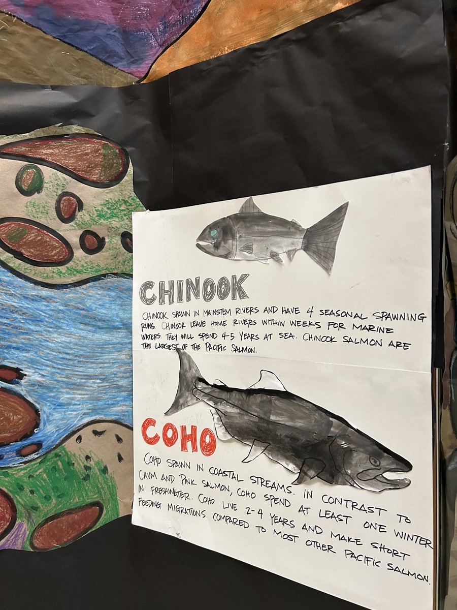 Impressive salmon art at Portland elementary school! Several public schools in the city are studying salmon right now, part of a @USFWSFisheries program that brings science education into classrooms. USFWS photos: T. Suzuki