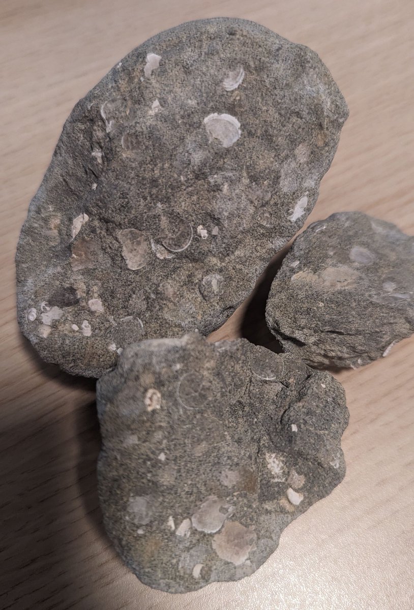 LapshinDmitry's tweet photo. My fossil hunting on the Jurassic Coast at Lyme Regis. 1. I cracked this stone and saw a whole collection of fossilized shells and corals; 2. Maybe it is an ancient shell or something else; it is just a little piece of a big fossil; 3. Almost whole ammonite, very cool. https://t.co/3HyHQcYiXK