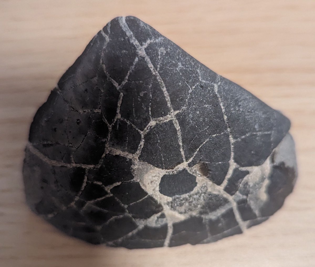 LapshinDmitry's tweet photo. My fossil hunting on the Jurassic Coast at Lyme Regis. 1. I cracked this stone and saw a whole collection of fossilized shells and corals; 2. Maybe it is an ancient shell or something else; it is just a little piece of a big fossil; 3. Almost whole ammonite, very cool. https://t.co/3HyHQcYiXK