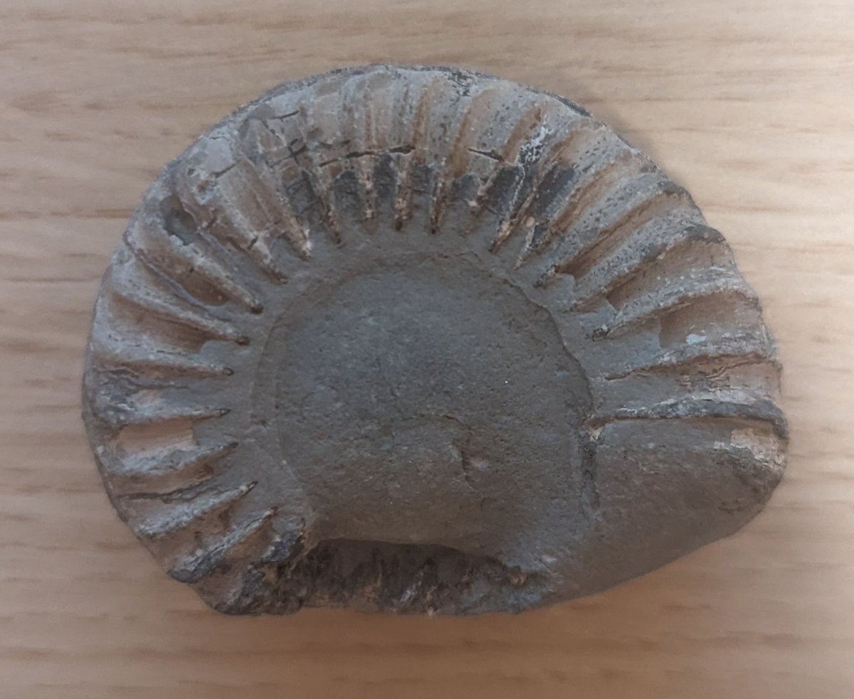 LapshinDmitry's tweet photo. My fossil hunting on the Jurassic Coast at Lyme Regis. 1. I cracked this stone and saw a whole collection of fossilized shells and corals; 2. Maybe it is an ancient shell or something else; it is just a little piece of a big fossil; 3. Almost whole ammonite, very cool. https://t.co/3HyHQcYiXK