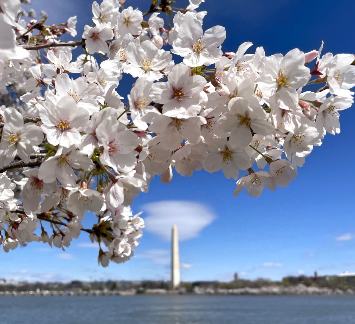 National Mall NPS tweet media