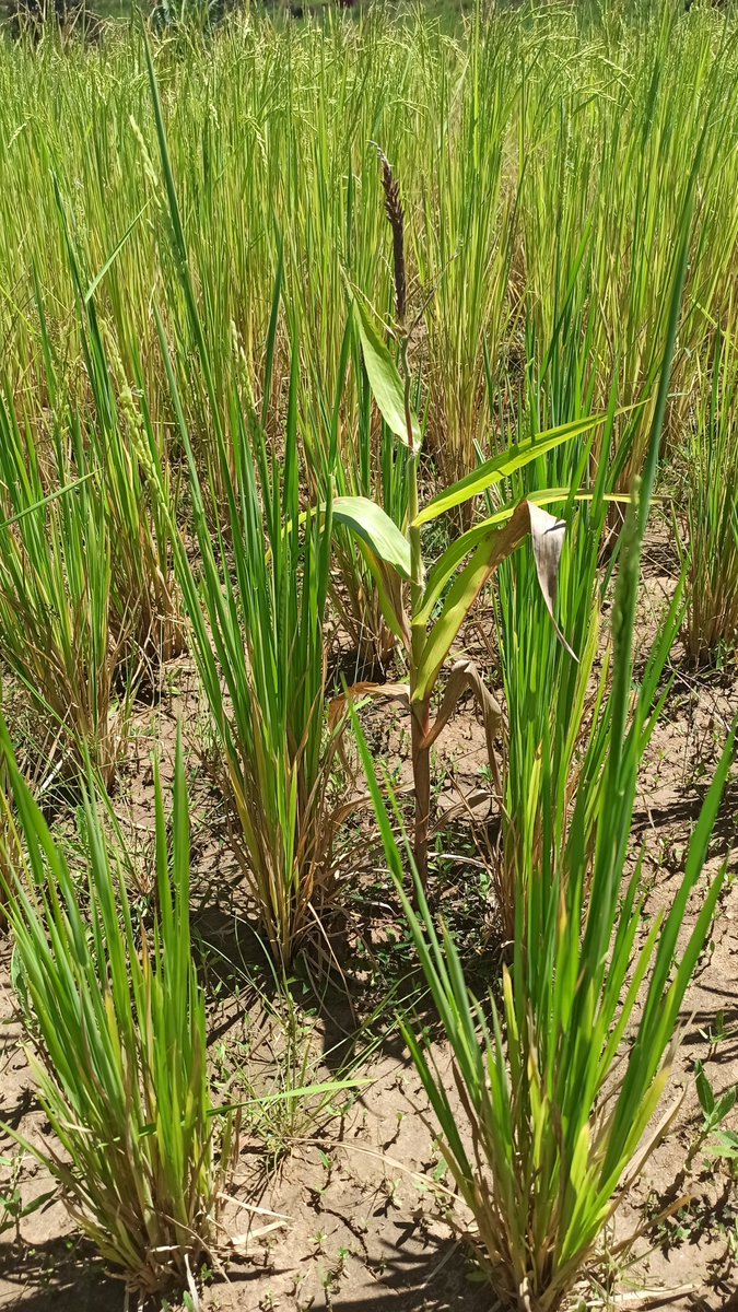 most dominating nutrient deficiency is that for phosphate - look at the maize plant barely developing while adopted rice varieties still do fine...