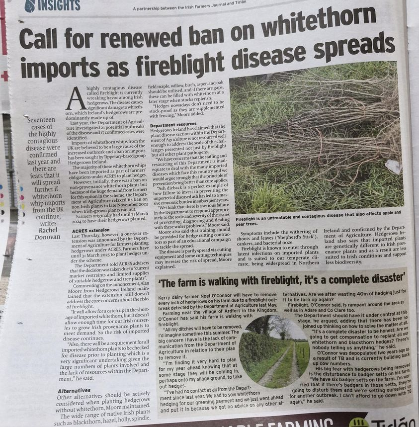 Picked up this article in the Farmer's Journal! This is really worrying! We need to stop importing whitethorn saplings from abroad! 😱😢 @agriculture_ie @McConalogue @hedgerows_ie @GeorgeLeeRTE