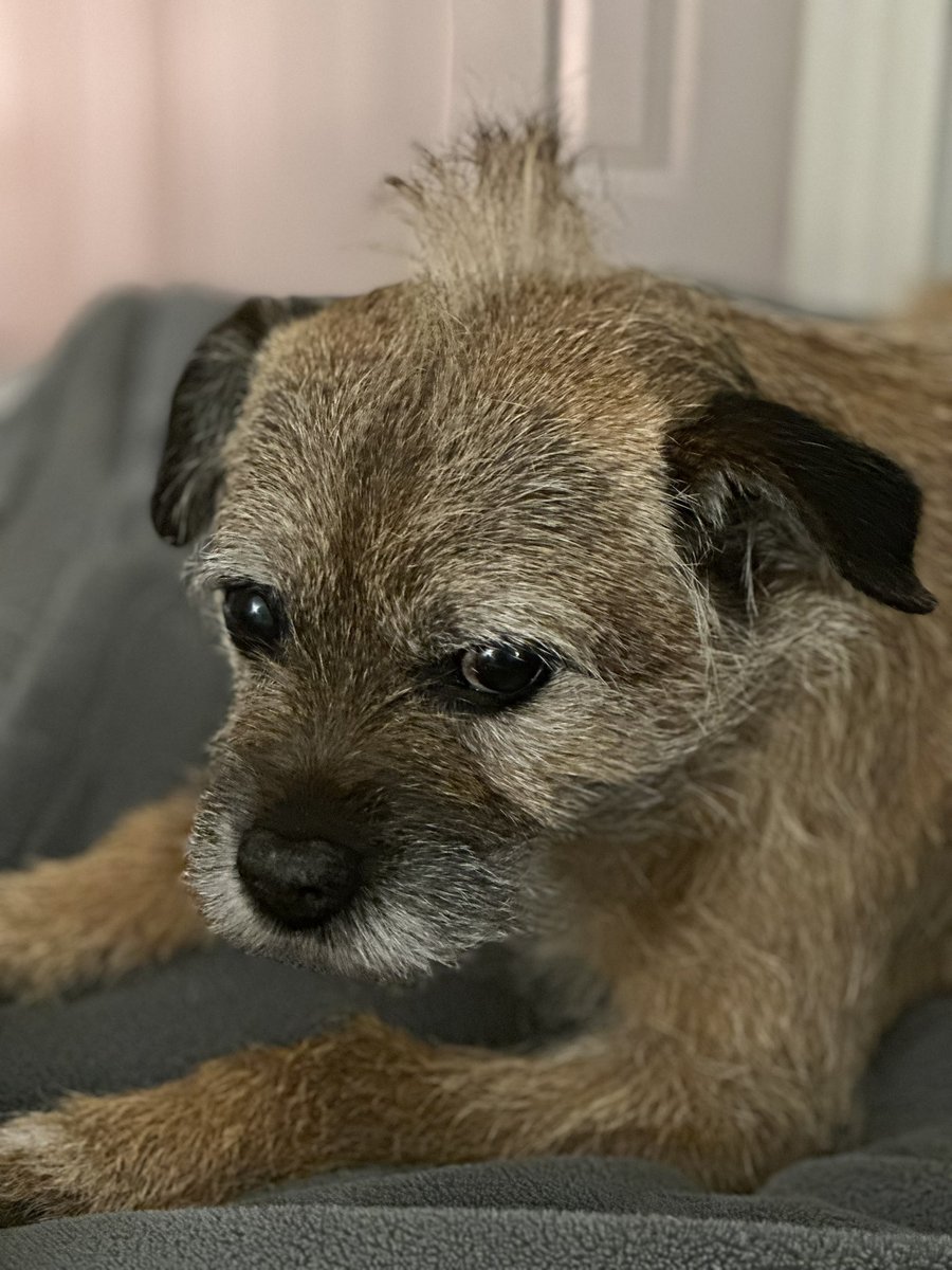 Caroline Cattini-Dow 🌱 tweet media