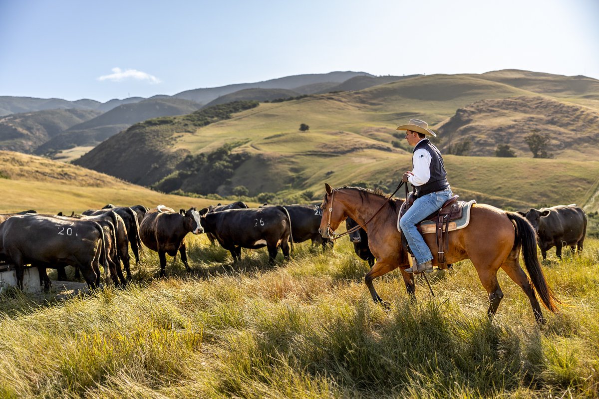 DougTruppe's tweet image. #CalPoly assignment work on advancing #education on the business of #ranching and #farming from #TaddMyersPhoto. #DougTruppe #NationalAgricultureWeek #outdoorsphotography #landscapephotography #portrait #outdoors #greatoutdoors #landscape #agriculture #horse #cattle #cowboys