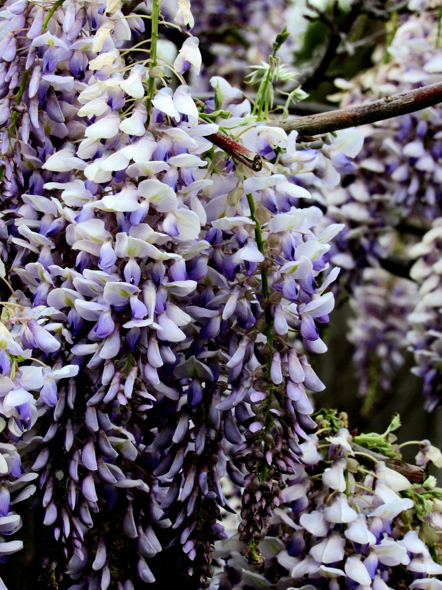 Gorgeous and fragrant

#photography #photooftheday #photograph #canonphotography #canonphoto #canonphotographers #canonshot #plantlife #plants #flowers #flowerphotography #angiosperms #wisteria #wisteriaflowers