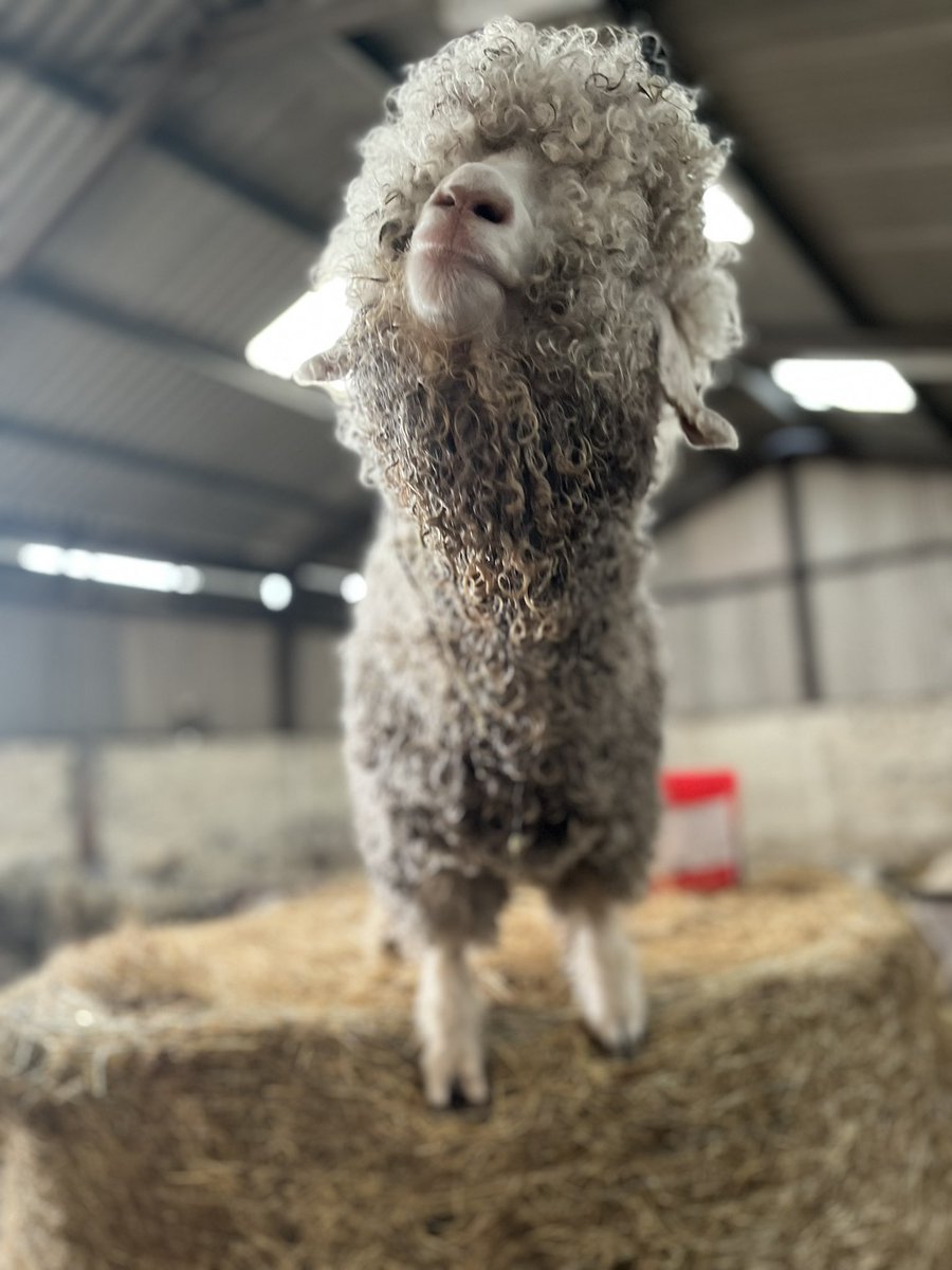 Arnbeg's tweet photo. Shearing due me thinks 🙈

#arnbegfarmstayscotland #angoragoats https://t.co/TKKHRl5qwn