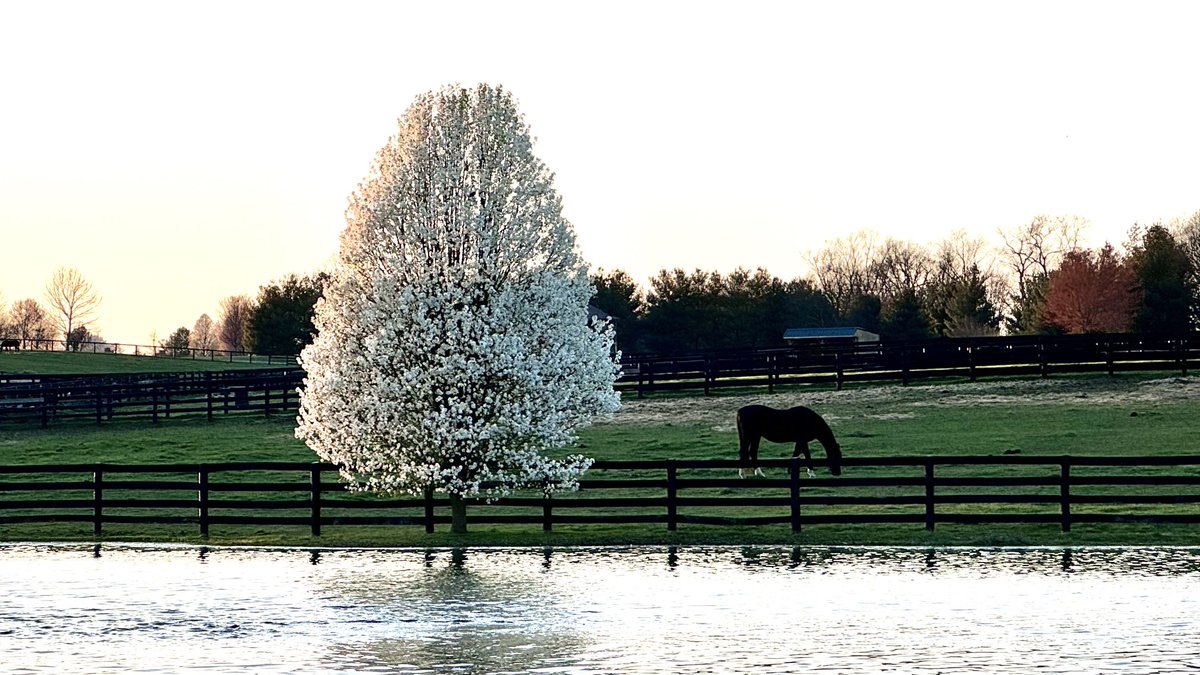The start of spring in Kentucky, by @mcclanahanjanet