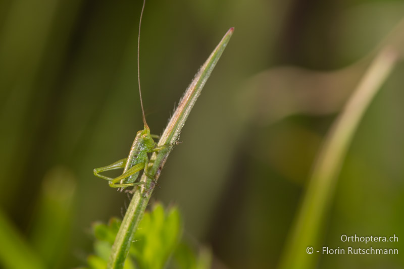 Erste Beobachtungen von Tettigonia viridissima 2024 - es scheimt auch bei den #Heuschrecken ein sehr frühes Jahr zu werden.

forum.orthoptera.ch/viewtopic.php?…

#grasshopper  #orthoptera #biodiversitat #Insekten #ecology