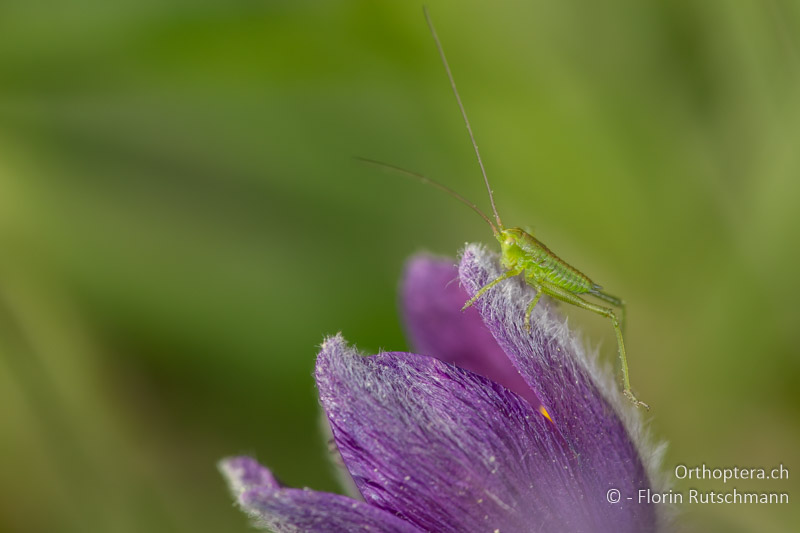 Orthoptera.ch tweet media