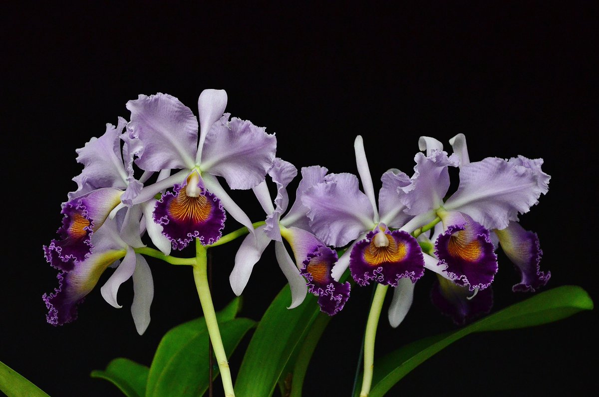 PhillyExpoOaks's tweet photo. Coming soon… SEPOS Orchid Show and Sale!
APR 5 – 7 | Hall E
https://t.co/GUNWX3i1E2
—
Follow more events at Expo and the Fairgrounds:
📆 https://t.co/VSM5bDJd4R
📥 https://t.co/Quk2ZOmzbd
#makeitmontco #orchidshow #orchidsale #orchids #phillyevents #phillysuburbs #greaterphiladelphia #expo #events