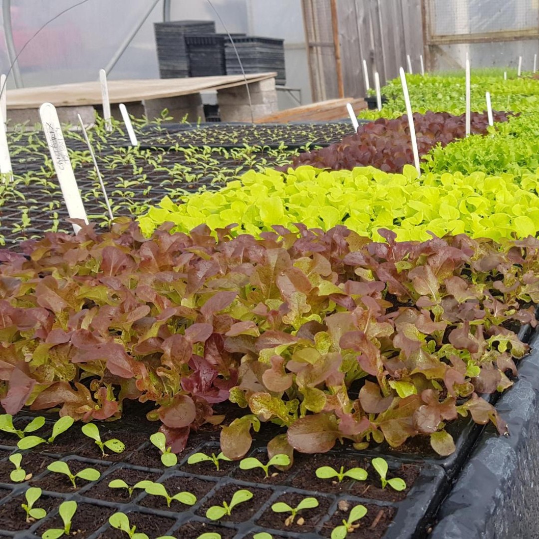 The Propagation Tunnel is looking lush these days! 

#organicgarden #irishgarden #marketgarden