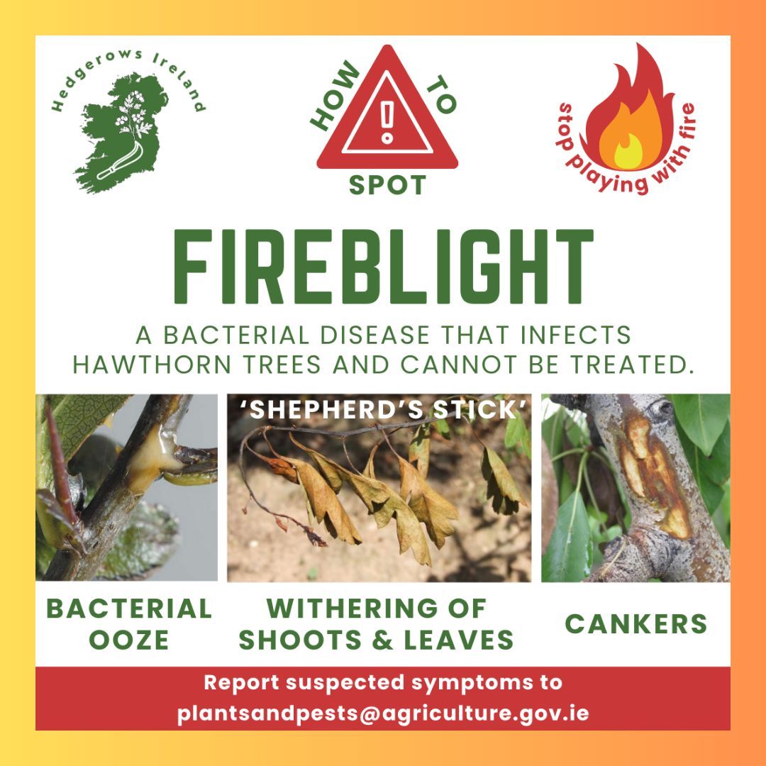 @hedgerows_ie has shared an #openletter and urgently needs signatures to help fight the spread of fireblight in #ireland. Follow the link to learn more, read the open letter, and learn what you can do to stop fireblight in Ireland: buff.ly/3TOVBRF #irishfarmers #hedges
