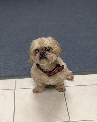 AlpineBoston's tweet image. Happy Friday! Closed out the week with our Quarterly Meeting this morning - office dog Turk kept things moving along smoothly 😉