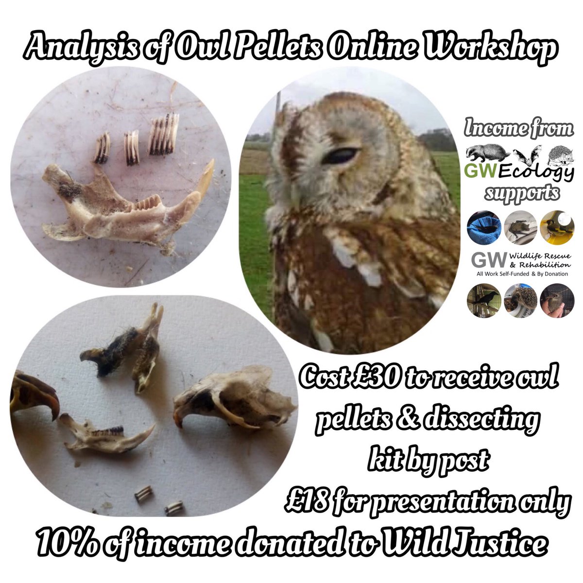 Analysis of Owl Pellets Online Workshop date changed from 28 Mar to Mon 8 Apr. Cost £18 or £30. £30 includes posting of pellets & dissecting kit & closes 10am 4 Apr. 10% of income goes to @WildJustice_org & rest to support GW Wildlife Rescue & Rehab. eventbrite.co.uk/e/owl-pellet-a…