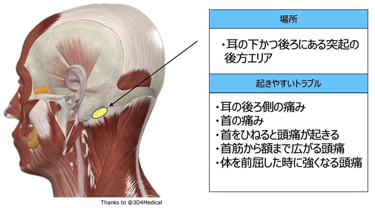 【原因不明の耳の後ろの痛みや首スジ〜額まで広がる頭痛のケア】

耳の後ろで触れる突起の後方エリアに指の腹を当て、頭蓋骨側に軽く圧をかけたまま横や斜めに動かします。

ジョリジョリとした硬さと鋭めの痛みがある場合は、筋膜の動きが悪くなっている可能性アリなので、ほぐれるまでケアを☺︎