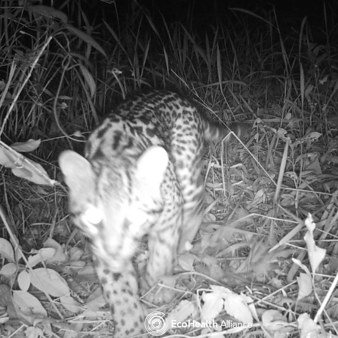Happy #FieldWorkFriday! Our researchers in Brazil photographed this ocelot (Leopardus pardalis) out for its nightly hunt on one of their camera traps. Ocelots are nocturnal, hunting their prey (small animals like birds, lizards, & rodents) at night.