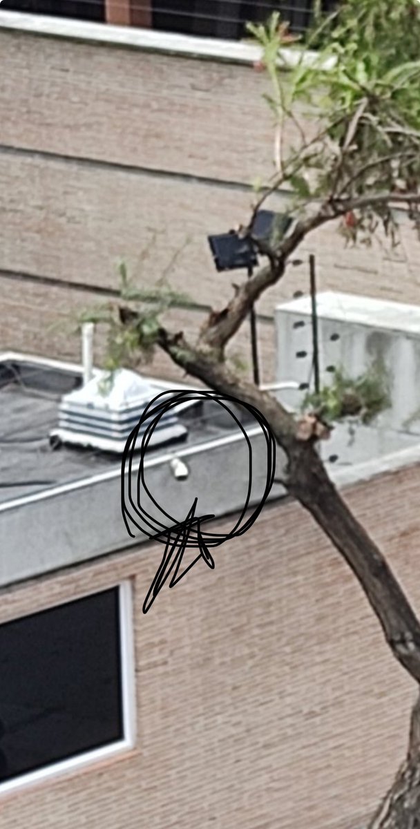 En ese círculo está la justificación de la poda, una cámara de seguridad. No tienen conciencia del daño que están causando a la ciudad, la factura ambiental será muy alta. Lástima que aquí no hay sanciones para quien ordena esas atrocidades.