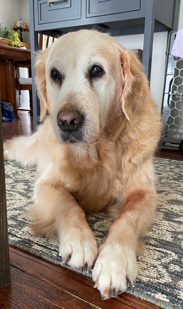 Tried a new groomer today and I’m back to feeling fresh and purdy again. Just look at those toes 😍. #grooming #cleanpooch #goldenretriever #dogs