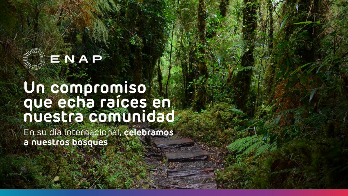 Enap_Informa's tweet image. La recuperación de 400 especies nativas en la quebrada Las Petras junto a los vecinos de #Concón es una de nuestras respuestas ante la amenaza de incendios, plagas y deforestación. Nuestra brigada forestales está equipada para resguardar a la comunidad de eventuales emergencias.