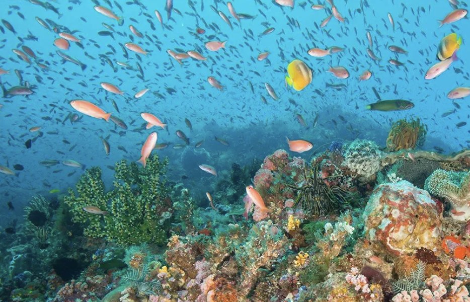 OceanIPSO's tweet photo. 🌊 It's #WorldWaterDay and we want to celebrate our ocean which forms 70% of our planet.

As #ClimateChange impacts increase, there is an urgent need to unite around protecting and conserving our most precious resource.

#OneOceanOnePlanet @UNEP 

📷 Silas Baisch Unsplash https://t.co/lwJ3bIk36t